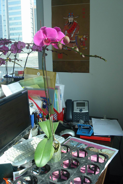 蘭花,蝴蝶蘭,蘭花批發,蝴蝶蘭批發