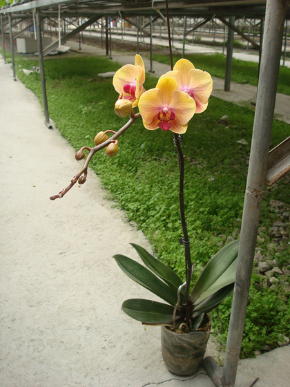 蘭花,蝴蝶蘭,蘭花批發,蝴蝶蘭批發