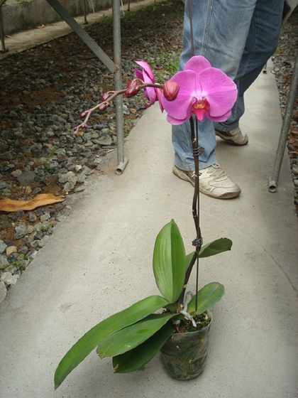 蘭花,蝴蝶蘭,蘭花批發,蝴蝶蘭批發