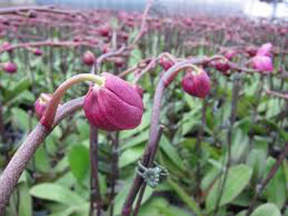 蘭花,蝴蝶蘭,蘭花批發,蝴蝶蘭批發