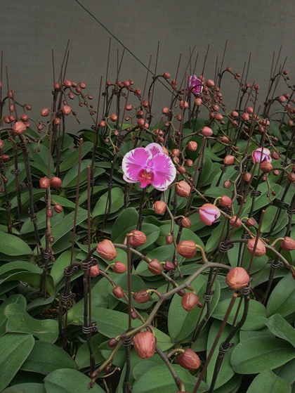 蘭花,蝴蝶蘭,蘭花批發,蝴蝶蘭批發