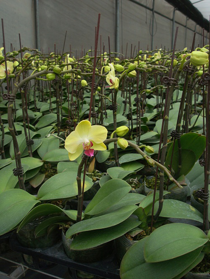 蘭花,蝴蝶蘭,蘭花批發,蝴蝶蘭批發