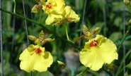 蘭花,蝴蝶蘭,蘭花批發,蝴蝶蘭批發