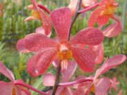 蘭花,蝴蝶蘭,蘭花批發,蝴蝶蘭批發