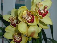 蘭花,蝴蝶蘭,蘭花批發,蝴蝶蘭批發