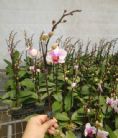 蘭花,蝴蝶蘭,蘭花批發,蝴蝶蘭批發