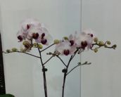 蘭花,蝴蝶蘭,蘭花批發,蝴蝶蘭批發